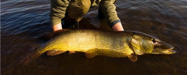 Catch and release gedder