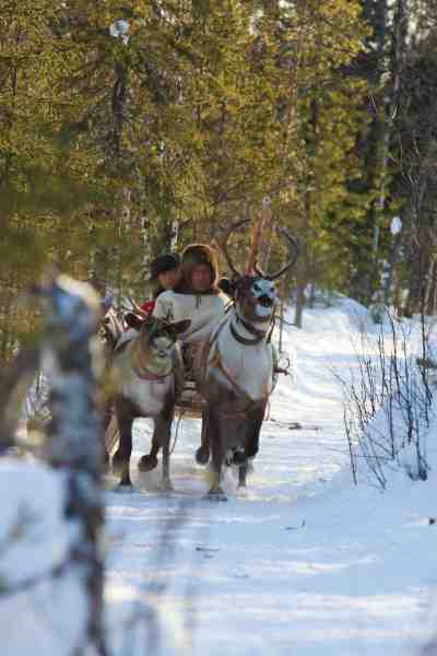 Turen gennem Sibiriens vildmark foregik med hjælp af både rensdyr og bæltekøretøjer.