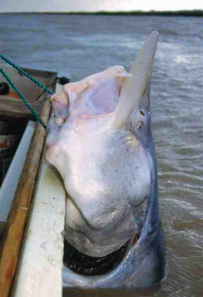 Belugastøren er en af de fiskearter, der har masser af kemoreceptorer på »skægtrådene«, som den bruger til at »smage på varerne«, inden den tager dem ind i munden.