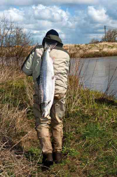 Mange lystfiskere håber at kunne hjembringe et bytte som denne laks fra Storåen i 2012.