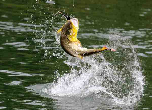 Er du til adrenalinpumpede benhårde fights med gudeskønne fisk – så tag til Argentina, hvor der i Paranafloden er massvis af flotte doradoer.