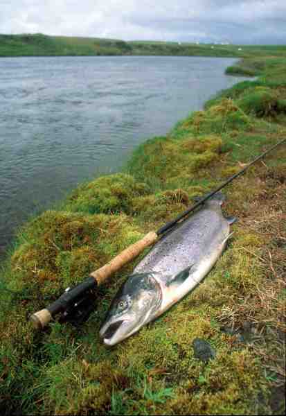 Islandsk laks taget på enhåndsgrejet. Denne flotte hanfisk leverede en brav kamp.