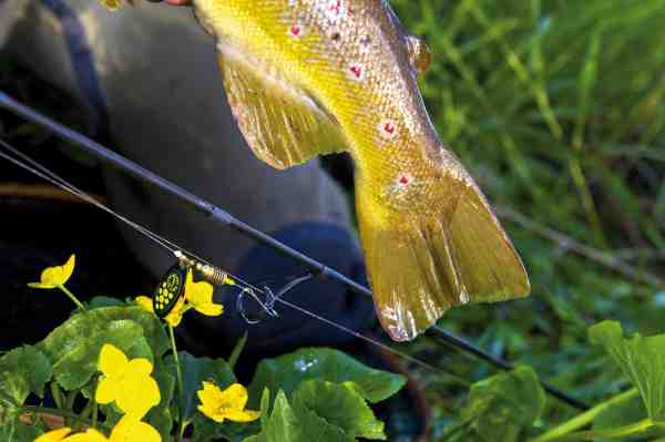 Med sine flotte røde prikker er bækørreden en af de smukkeste fisk i vore vande. Denne fisk faldt for Mepps Black Fury fisket som gennemløbsspinner.