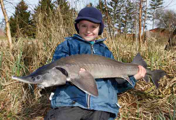 Fiskeriet er så let, at man sagtens kan dyrke det med børnene. Her ses Mikkel Carl med en sibirisk stør på knap 7 kg.