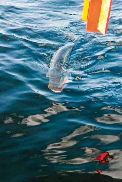 Når du fisker med paravaneflåd er det vigtigt at have en stopperle foran forfanget, så paravanen ikke glider ned i hovedet på fisken.