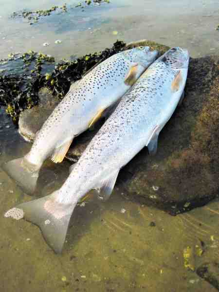 Et par smukke fisk fra Enebærodde har måtte bide i tangen.