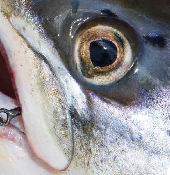 Laksefisk i en størrelse man gider fange har først et effektivt UV-syn, når de indleder deres gydevandring.