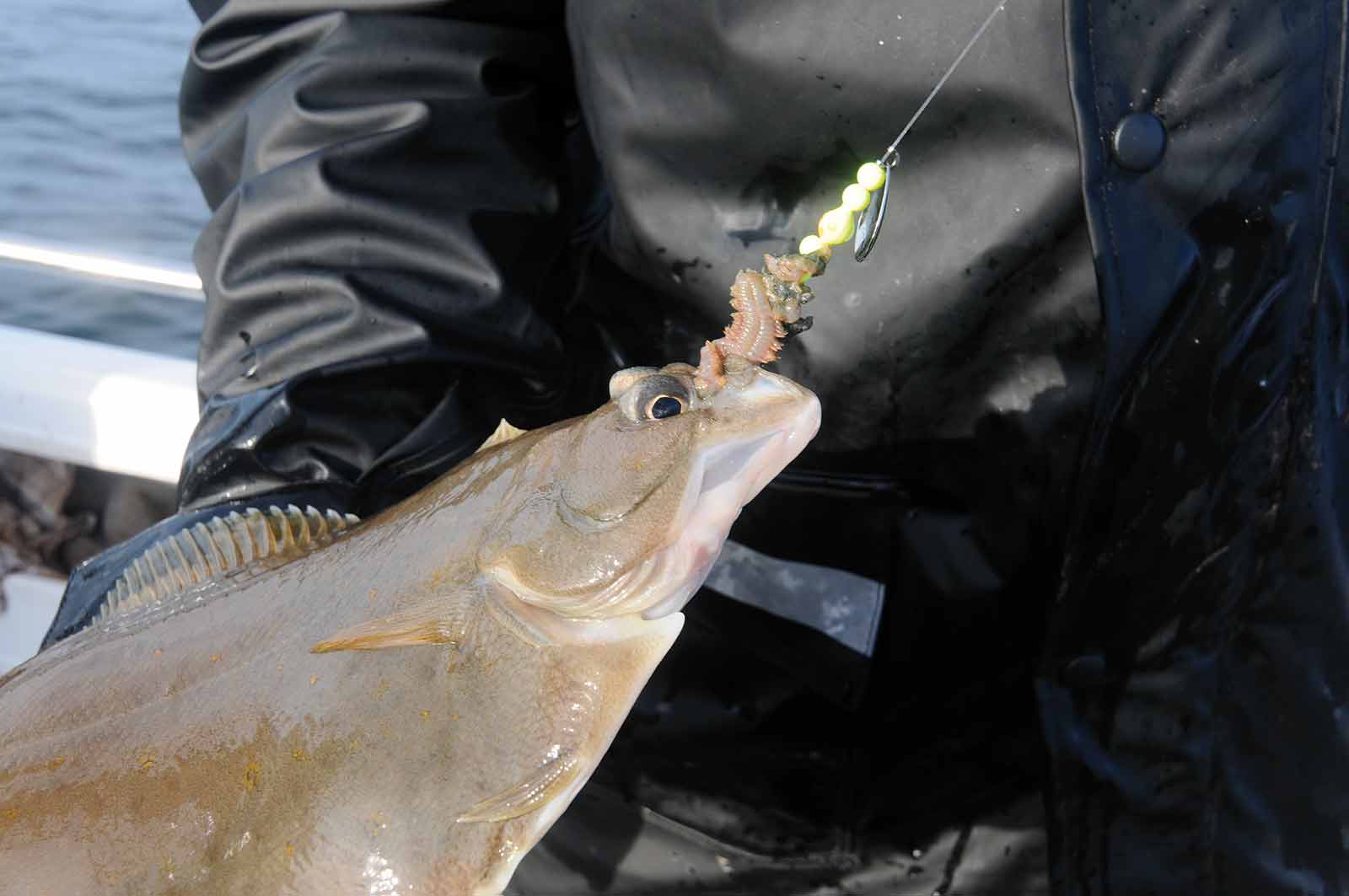 Skrubbefiskeri i Isefjorden - tipsene til fiskeren, der får mange flade.