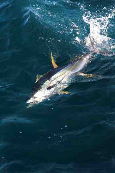 Yellowfin tun er et herligt indslag når man speedjigger men de skal hives hurtigt op for ikke at blive spist af hajerne.