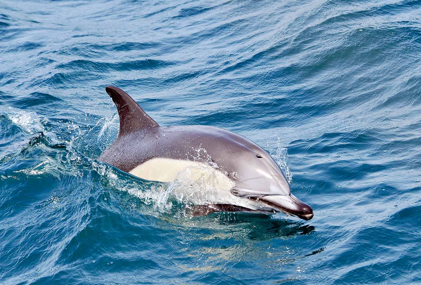 Delfin ved Gibraltar