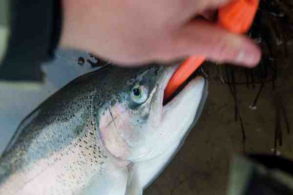 En disgorger er en nem og effektiv måde at afkroge fisk, som er kroget dybt