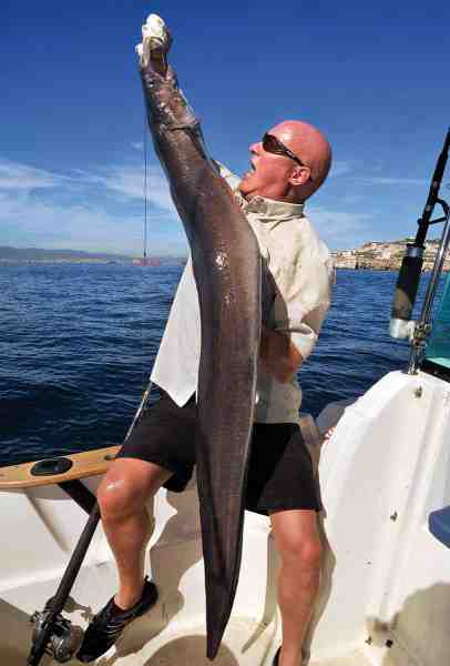 Det er ikke kun tunfiskene, som nyder godt af fiskerig­dommene i Gibraltarstrædet. Rovfisk, såsom havålen, er en af de spændende arter at fange – lidt for spændende nogle gange, når man fisker i en lille båd.