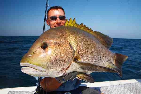 Heftige snappere huggede hårdt på jigs fisket i dybet.