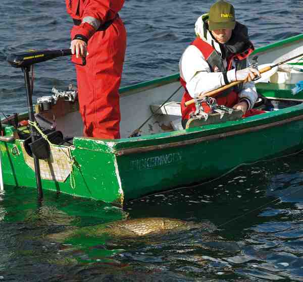 De afgørende sekunder inde ved båden, hvor fisken ofte ryster helt vildt med hovedet, er der hvor forfangets styrke for alvor skal så sin test.