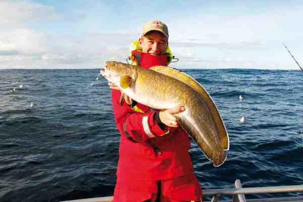 Brosmen er Norges svar på Danmarks hornfisk – Cant live with them, or without them – her en lidt bedre fisk på 6 kg.