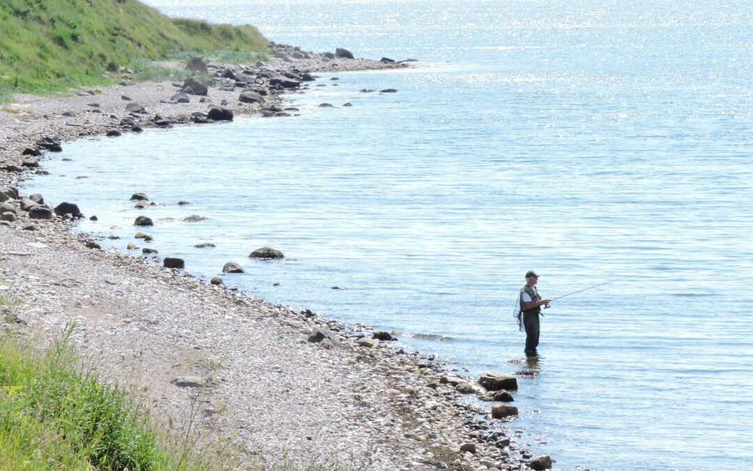 Projektleder søges til ny dansk fiskeplatform