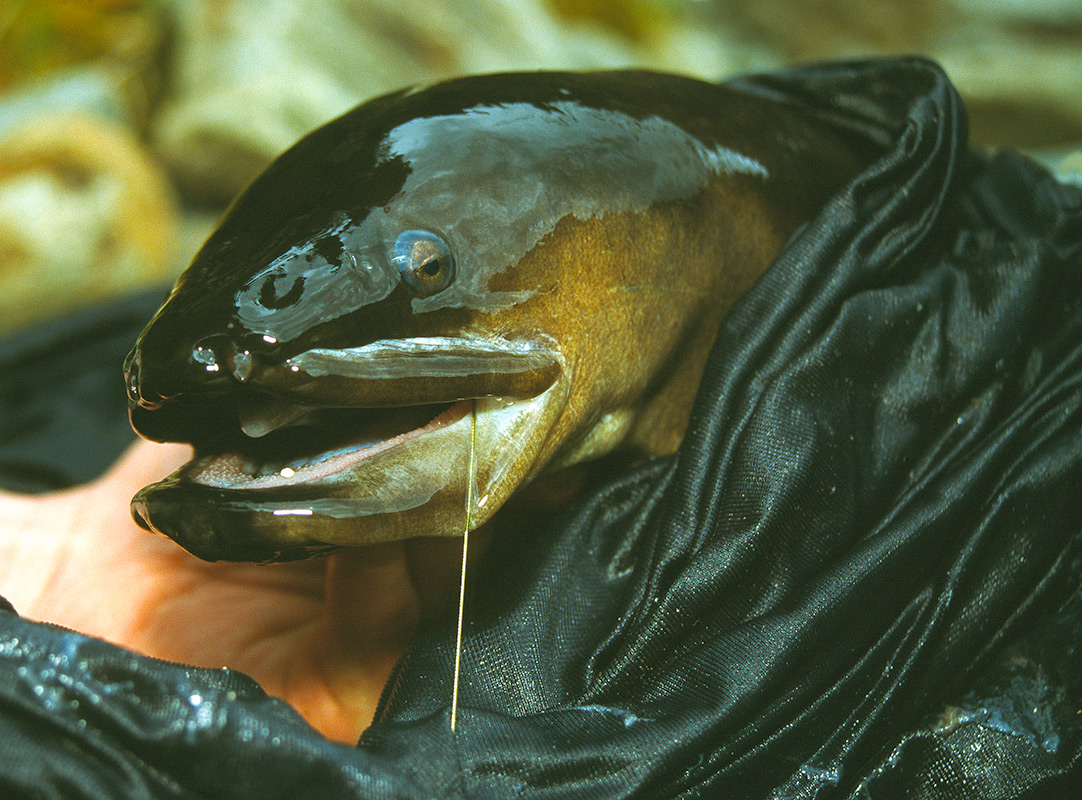Longfinned eel fra New Zealand