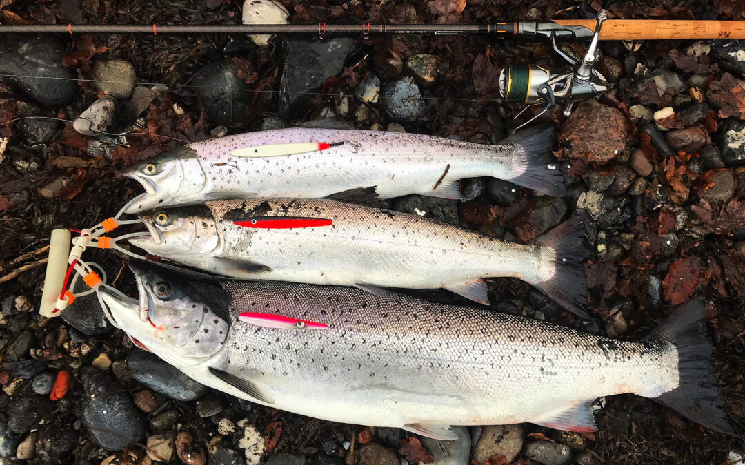 Havørred på kystfiskeri til Christian Malabi Larsen