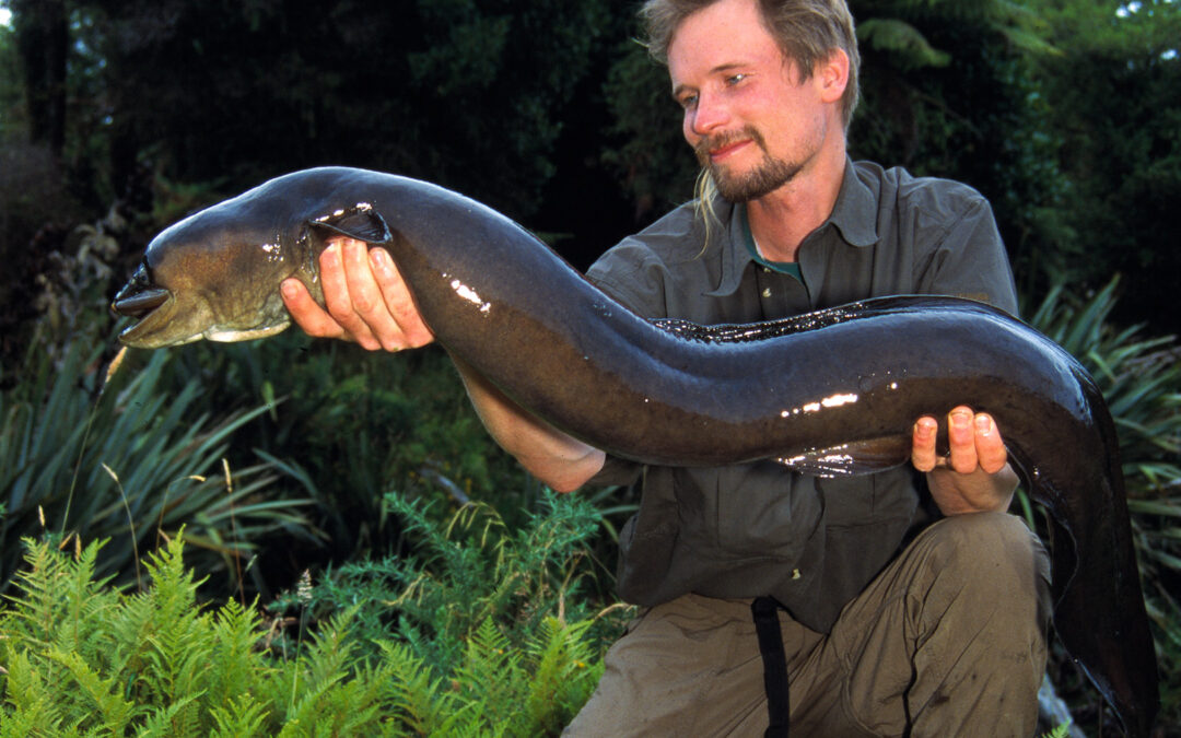 Jens Bursell med Longfinned eel fra New Zealand