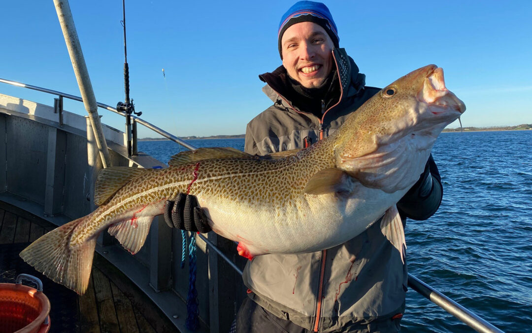 Andreas Peter Rasmussen med 13,1 kilos torsk fra Langelandsbæltet
