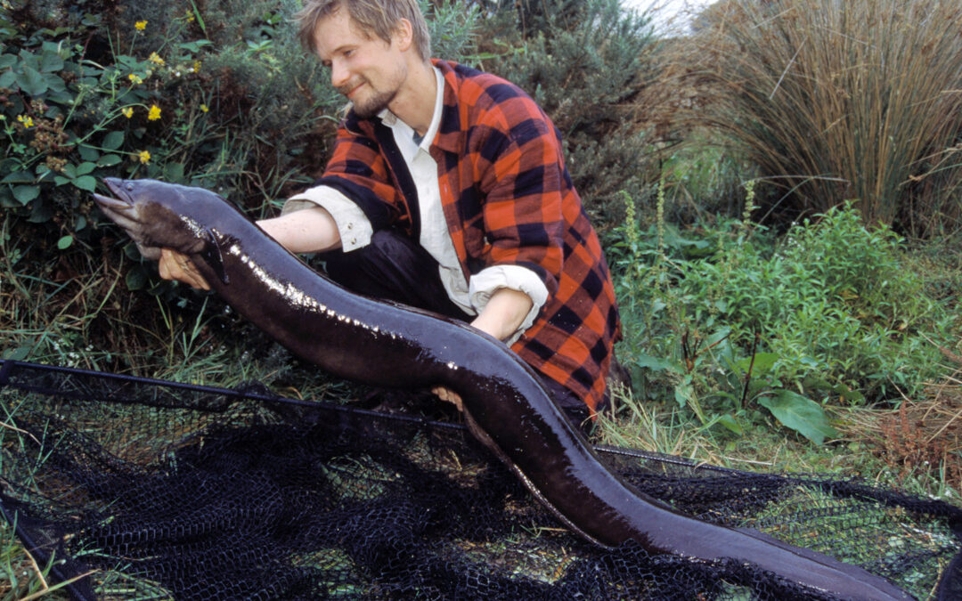 Jens Bursell with longfinned eel from New Zealand
