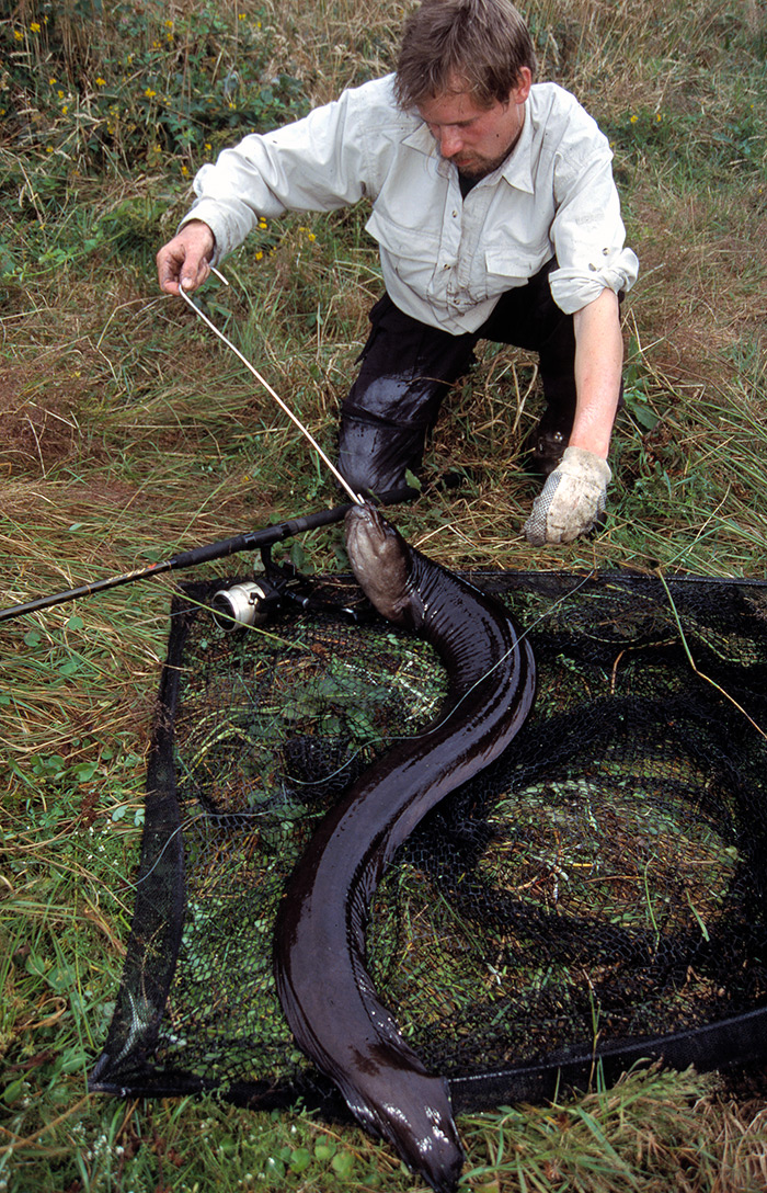 Jens afkroger longfinned eel fra New Zealand 