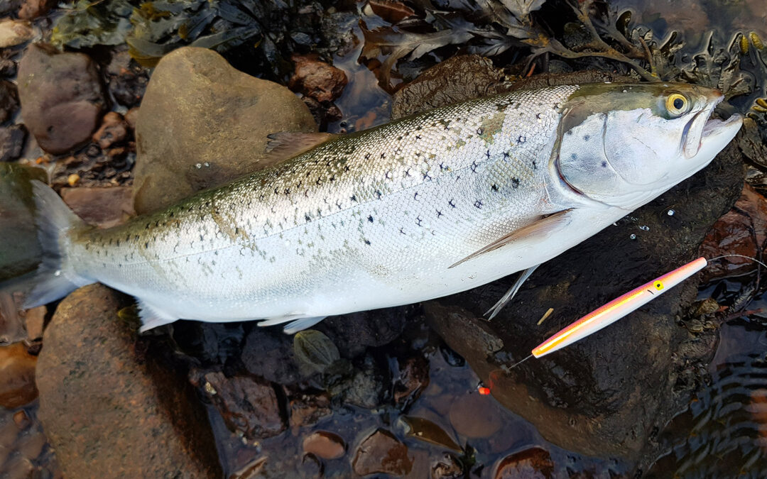 Havørred fra Horsens Fjord til Allan Sørensen