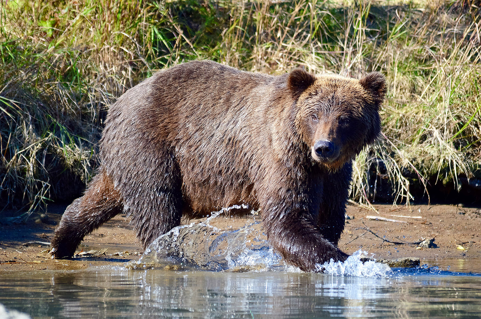 Grizzlybjørn i Alaska