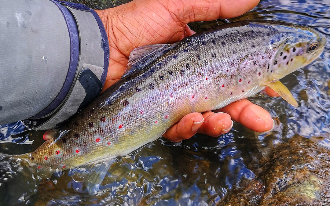 Bækørred taget af Gorm Andersen