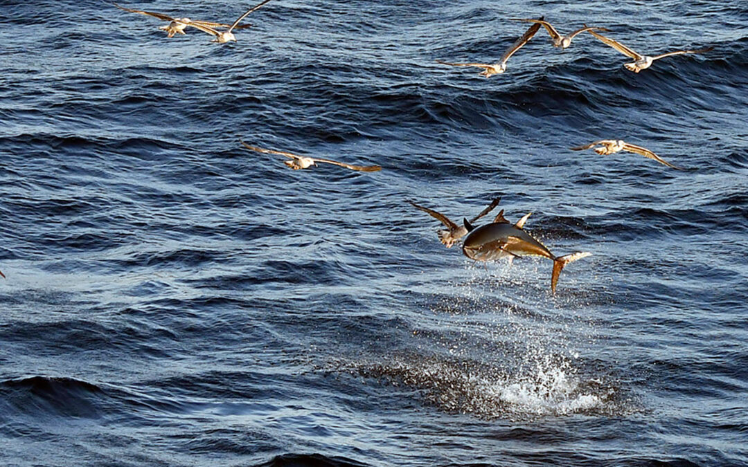Springende tun ved Gibraltar fotograferet af Johnny Jensen