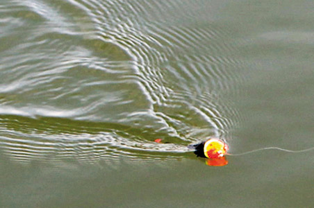 Vibrationer i vandet bag en Trout Popper, der fiskes hjem med vip med stangtoppen. Agnen kan skimtes ca. en meter bag flåddet.
