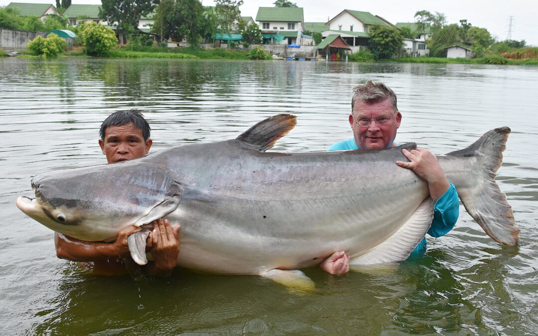 Poul Berthelsen med sin 150 kilos mekong malle.