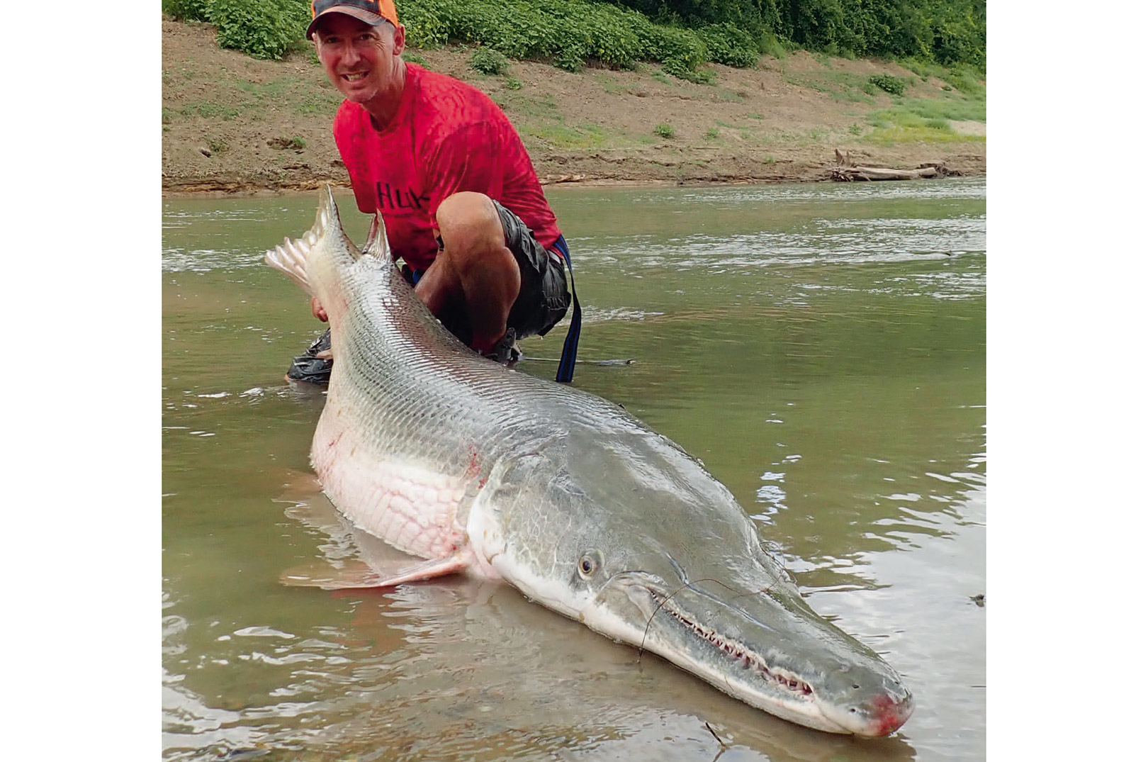 ALLIGATOR GAR GIGANTEN FRA TEXAS Fisk & Fri