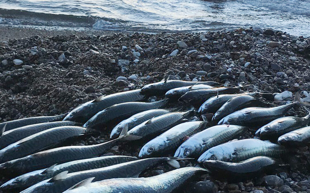 En flot fangst af makreller ved Bovbjerg på Vestkysten.