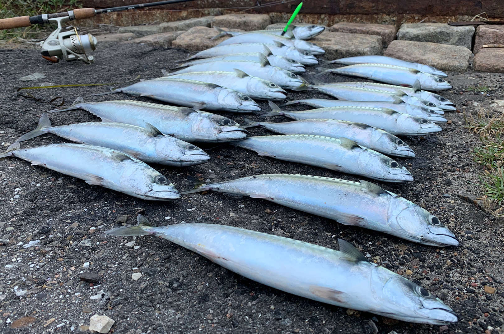 En flot stribe makreller som resultatet af et par timers fiskeri i Københavns Havn