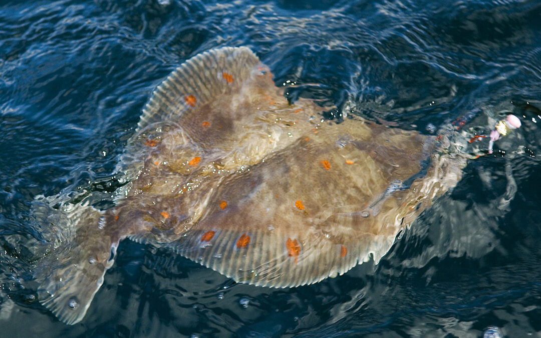 Fladfiskeri er sjovt. Her er den en flot rødspætte, der kommer til overfladen.
