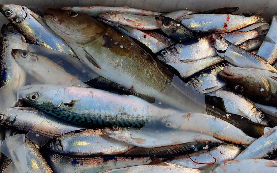 En flot fangst med totsk og sild fra Øresund