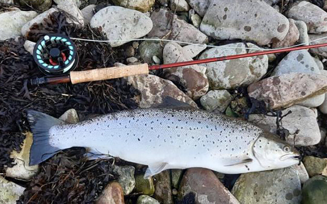 EN flot havørred landet på Farum Lystfiskerforenings tur til Øland i Sverige.