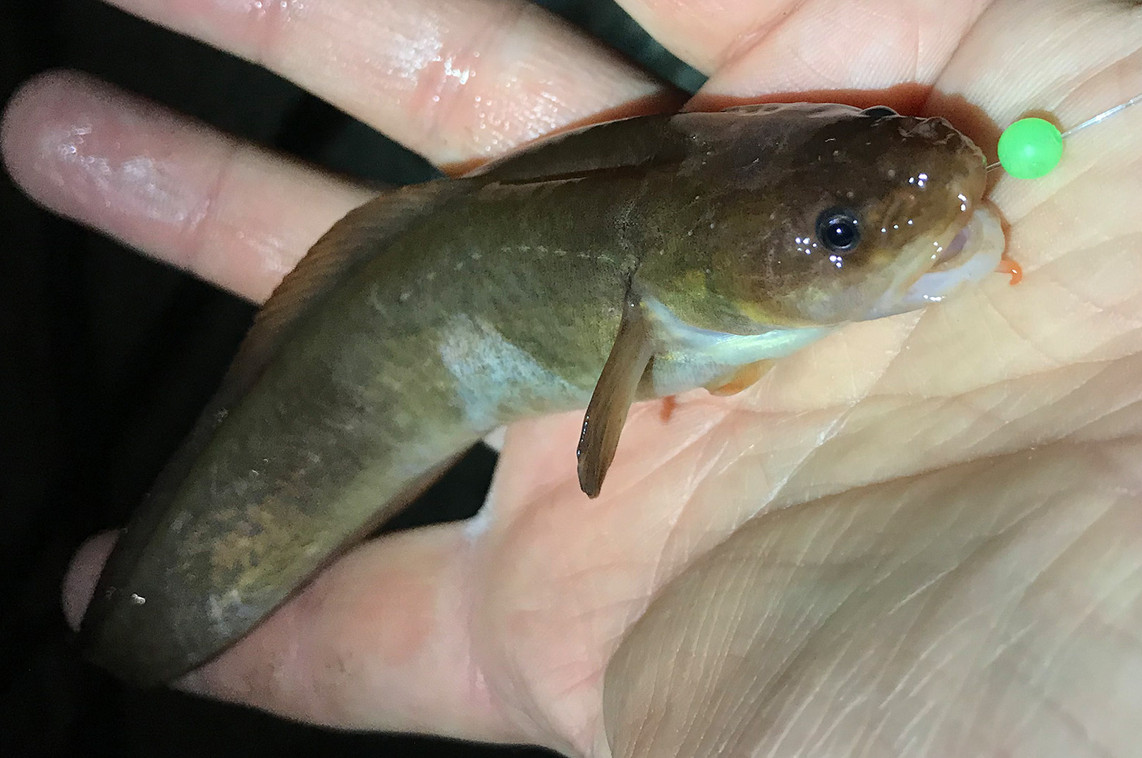 Fiskeri med glidetakel på bunden er vejen frem til havkvabber.