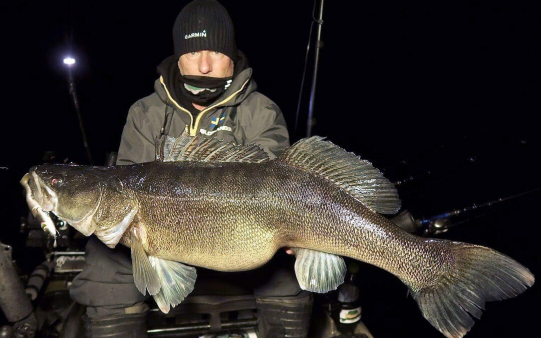 Tommy Blomander med den største af de 100 sandarter over 90 cm: 11,38 kilo!