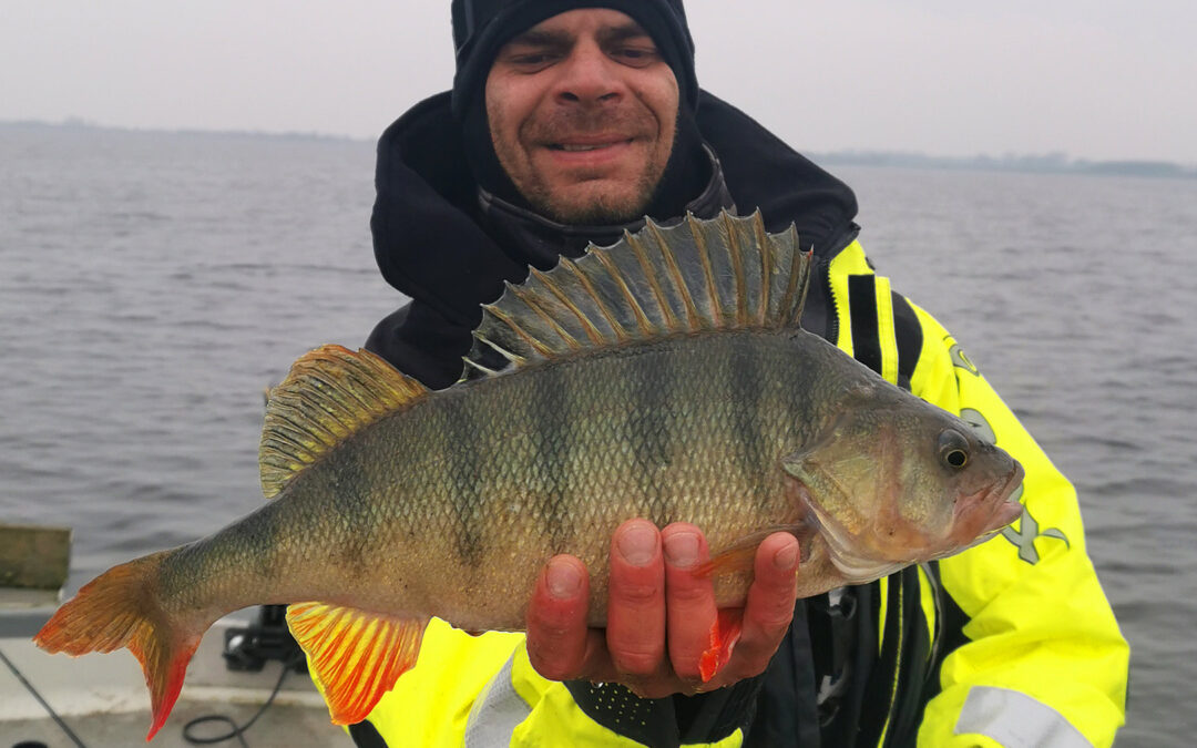 Adam Snarski med en flot aborre taget på softbait
