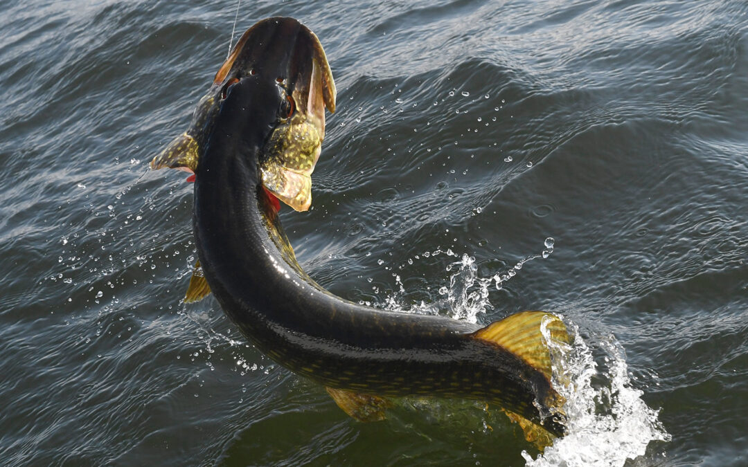 I en ny video på fiskepleje.dk kan du se hvordan du kan bidrage med forskningsdata om brakgandsgedderne.
