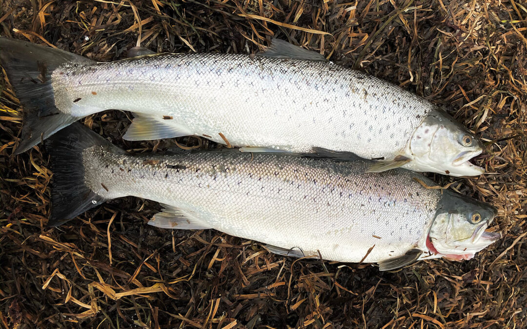 Et par af Victor Ubers fine blankd havørred fra den sydsjællandske kyst