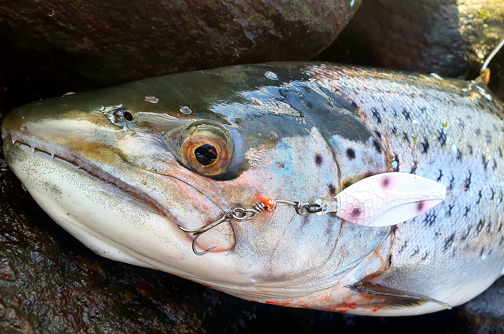Martins fine fisk huggede på det Westin D360 PT blink på 10 gram fisket med en Claw Connector.