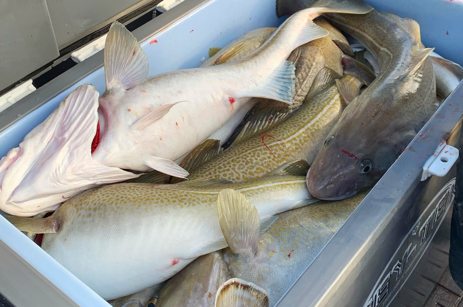Team Stablecraft fik godt med fisk - men genudsatte også rigtig mange.