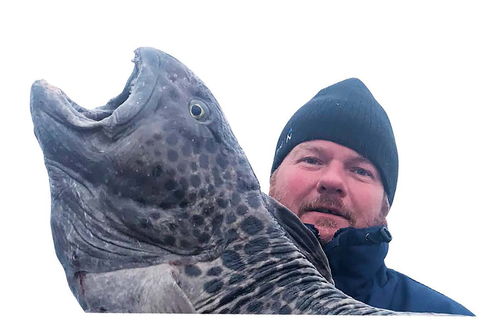 Jesper Johannesen med en plettet havkat på 14 kilo taget på 250 meters dybde i Isfjorden på Svalbard.