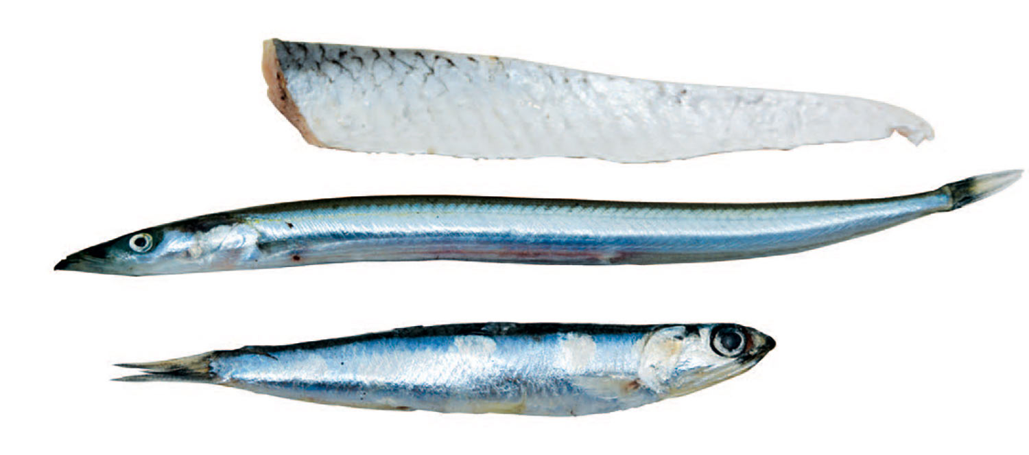 Sildestrimlen er en klassiker blandt naturlig agn, men hele tobiser og sardiner er også topklasse agn til fx pighvarrer.