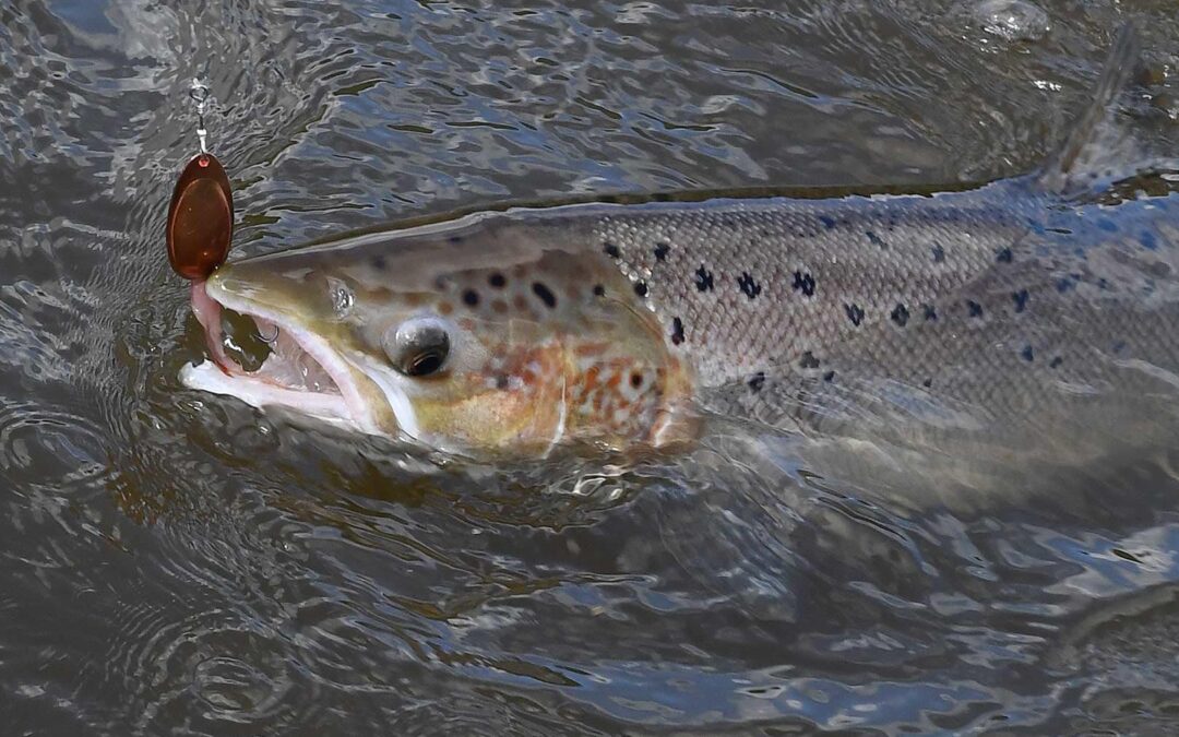 DTU Aqua indleder samarbejde med laksesammenslutninger om indrapportering af fisk