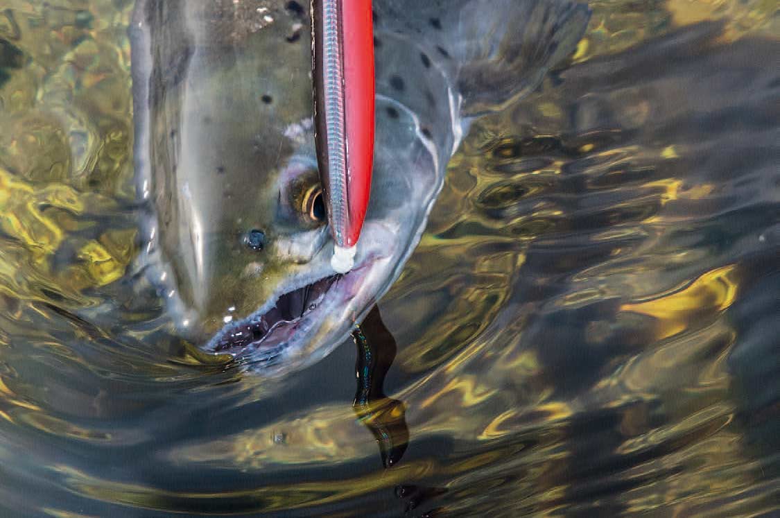 Denne fine fisk fik Kim, da Fisk & Fri fulgte i kølvandet på storfangeren. Her er det Line Thru Sandeel på 27 gram i farven Red & Black UV.