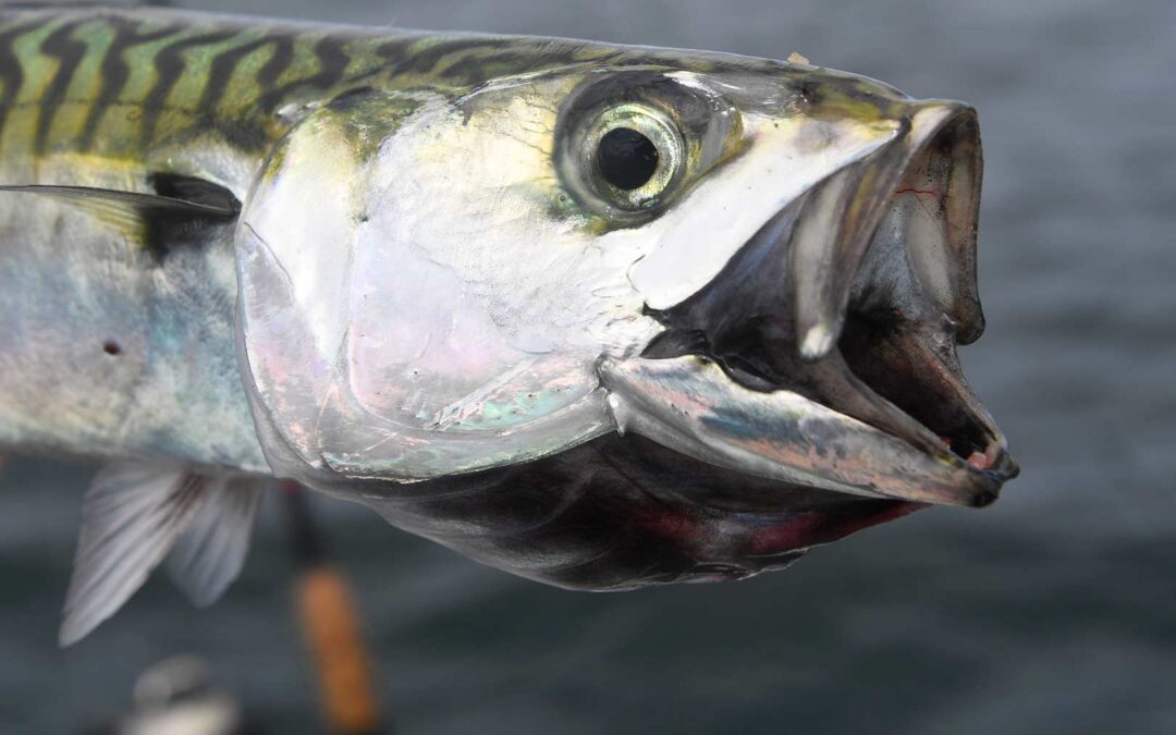 Så er makrellerne ved at være ankommet i pæne mængder- bla ved Munkholmbroen over den inderste del af Isefjorden.